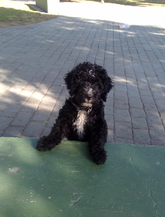 Sam con dos meses y medio, jugueton pero muy cabezota Sam con dos meses y medio, jugueton pero muy cabezota
